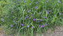Eendagsbloem - Tradescantia 'Zwanenburg Blue'