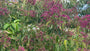 Zevenzonenboom (Meerstammig) - Heptacodium miconioides
