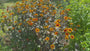 Zonneoog - Heliopsis helianthoides 'Burning Hearts'