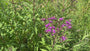 IJzerkruid - Vernonia Crinita
