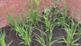 Vingergras (Hoge soort 200 cm, Groen) - Panicum virgatum 'Northwind'