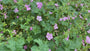 Ooievaarsbek - Geranium endressii 'Wargrave Pink'