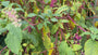 Westerse karmozijnbes - Phytolacca americana