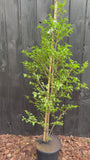 Japanse Storaxboom - Styrax japonicus 'Snowcone'