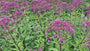 Koninginnenkruid - Eupatorium maculatum