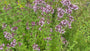 Wilde marjolein (Oregano) - Origanum vulgare - Inheems