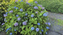 Boerenhortensia - Hydrangea macrophylla 'Nikko Blue'