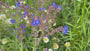 Gewone ossentong - Anchusa officinalis