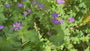 Ooievaarsbek - Geranium wlassovianum