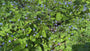 Kaukasische vergeet mij niet - Brunnera macrophylla