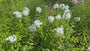 Flox (Hoogte 100 cm, Wit) - Phlox 'David'