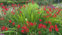 Montbretia - Crocosmia 'Lucifer' TIP