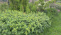 Biologisch Fraaie Vrouwenmantel - Alchemilla mollis