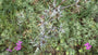 Kruisdistel - Eryngium bourgatii