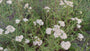 Gewoon duizendblad (Wit) - Achillea millefolium 'Schneetaler'