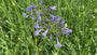 Biologisch Afrikaanse lelie -  Agapanthus africanus