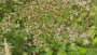 Sneeuwster aster (Hoogte 60 cm) - Aster Divaricatus