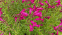 Biologisch Slangenkop - Penstemon 'Andenken an F. Hahn'