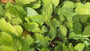 Elfenbloem - Epimedium x cantabrigiense
