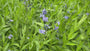 Blauwe ster - Amsonia tabernaemontana
