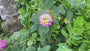 Wisselbloem - Lantana camara