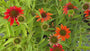 Zonnehoed (Oranje) - Echinacea 'Lakota Orange'