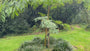 Perzische Slaapboom (Groen) - Albizia julibrissin 'Ombrella'
