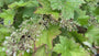 Purperklokje - Heuchera villosa