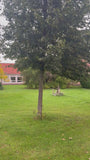 Hollandse linde - Tilia x europea