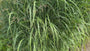 Biologisch Vingergras - Panicum virgatum 'Rehbraun'