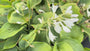 Hartlelie - Hosta sieboldiana 'Elegans'