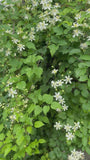 Grootbloemige Bosrank (Wit) - Clematis Vitalba (inheems)