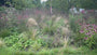 Biologisch Rode Zonnehoed - Echinacea purpurea