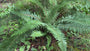 Zachte naaldvaren - Polystichum setiferum