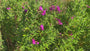 Harig wilgenroosje - Epilobium hirsutum