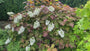 Eikenbladhortensia - Hydrangea quercifolia 'Snowflake'