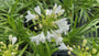 Biologische Afrikaanse lelie (wit) - Agapanthus africanus 'Albus'