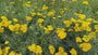 Gele Duizendblad (Lage soort) - Achillea 'Coronation Gold'