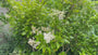 Meerstammige Liguster (wintergroene sierheester) - Ligustrum japonicum 'Texanum'