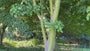 Chinese esdoorn - Acer davidii - Zuilboom