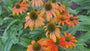Zonnehoed (Oranje) - Echinacea 'Lakota Orange'