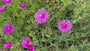 IJsbloem - Delosperma Cooperi