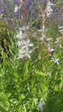 Prachtkaars - Gaura lindheimeri