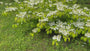 Japanse Sneeuwbal - Viburnum plicatum 'Mariesii'