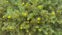 Ganzerik - Potentilla fruticosa