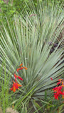 Yuccabladige kruisdistel - Eryngium yuccifolium
