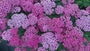 Gewoon duizendblad - Achillea millefolium 'Milly Rock Rose'