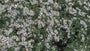 Sneeuwster aster (Hoogte 60 cm) - Aster Divaricatus