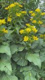Zonnekroon - Silphium perfoliatum
