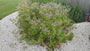 Biologisch Ooievaarsbek (Middelhoog) - Geranium 'Orion'